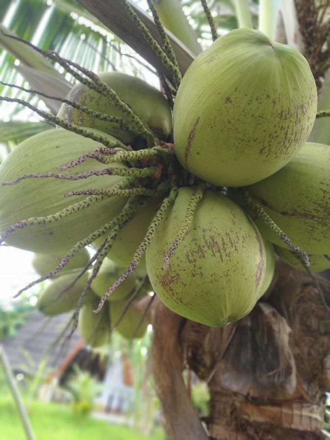 Coconut Gili Meno Hotel Ngoại thất bức ảnh